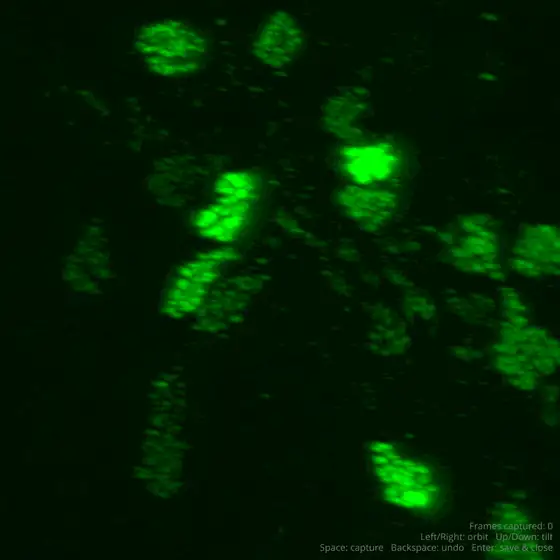 Raw confocal microscopy volume of the Drosophila mushroom body calyx, rotating in 3D.
